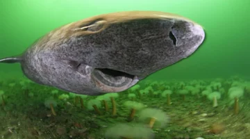 قرش يعيش 399 عاماً.. أبحاث جينية حديثة تفكك لغز العمر الطويل للمفترس القطبي